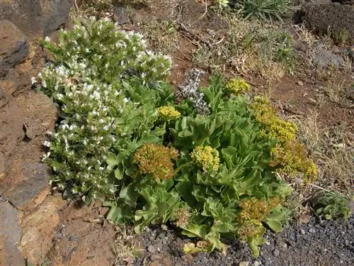 Astydamia latifolia - съедобный овощ, растущий у моря.