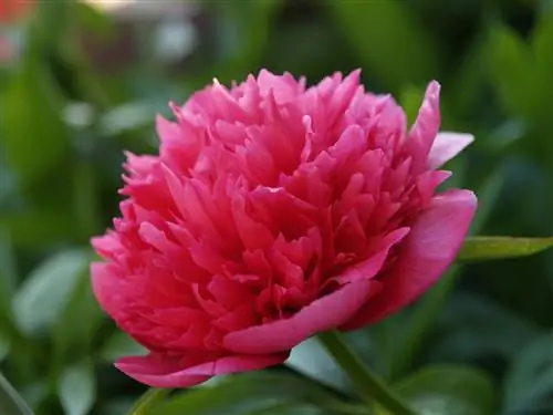 Paeonia officinalis - национальный цветок Китая.