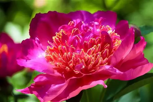 Paeonia officinalis обладает многими полезными свойствами.