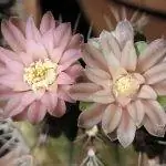 Gymnocalycium mihanovichii - комнатный кактус.