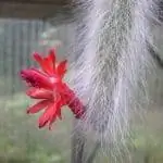 Кактус хвост обезьяны можно держать в помещении