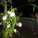 Epiphyllum oxypetalum - эпифитный кактус.