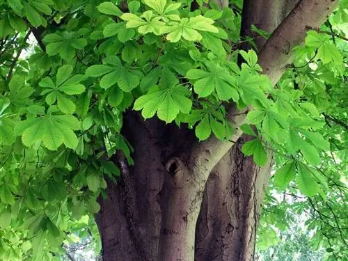 Aesculus hippocastanum Aesculus hippocastanum