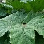 Gunnera manicata - крупное растение.