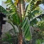 Ensete ventricosum 'Maurelli' очень крупный.