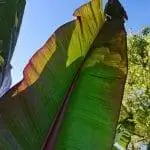 Листья Ensete ventricosum огромные.