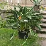 Strelitzia reginae - корневищное растение.