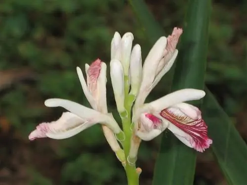 Alpinia officinarum имеет белые и розовые цветки.