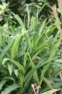 Alpinia nutans - трава