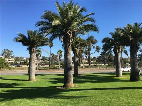 Jubaea chilensis устойчива к морозам