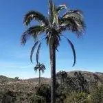 Parajubaea делает сад тропическим