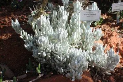 Caputia tomentosa - суккулент белого цвета.