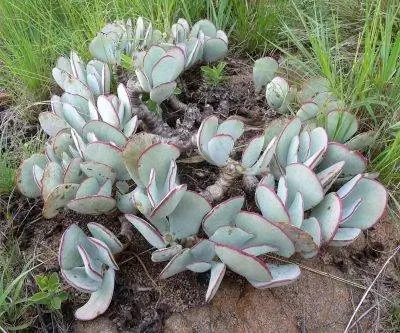 Cotyledon orbiculata - кустарниковый белый суккулент.