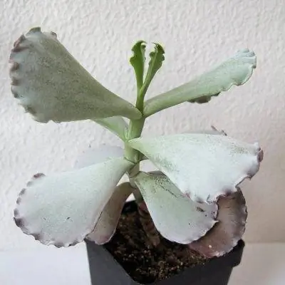 Cotyledon undulata - суккулент белого цвета.