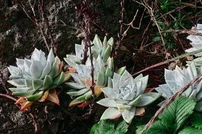 Dudleya farinosa - небольшой белый суккулент.