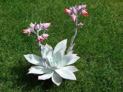 Echeveria cante - красивый белый суккулент.