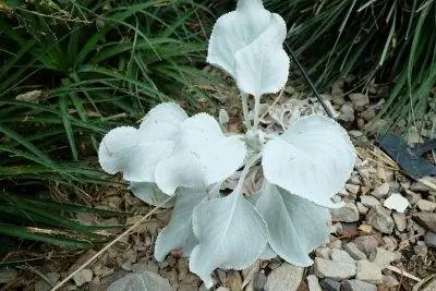 Senecio candicas - суккулент с белыми листьями.