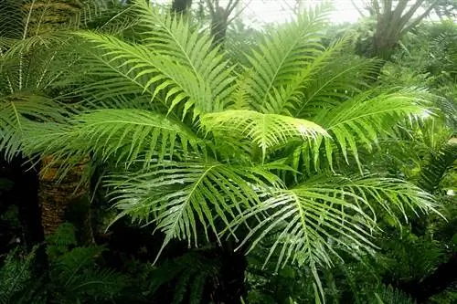 Blechnum gibbum - древовидный папоротник, который не переносит холода.