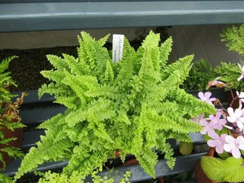 Nephrolepis ex altata - выносливый папоротник.