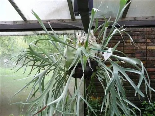 Platycerium alcicorne - комнатный папоротник.