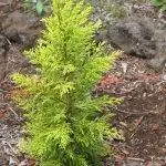 Cupressus Goldcrest имеет желтоватые листья.