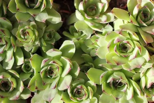 Sempervivum tectorum лучше живет в тени.