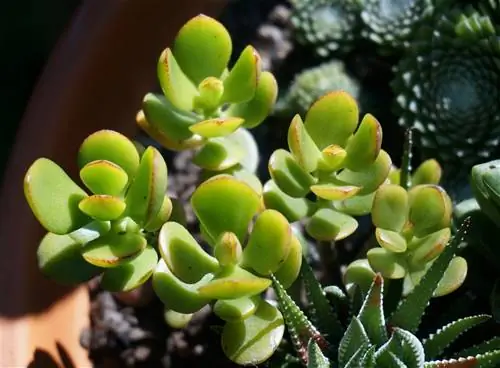 Crassula ovata - кустарник, который лучше всего живет в тени.