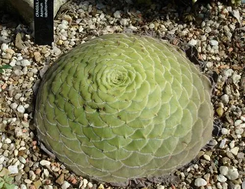 Aeonium tabulaeforme - суккулент, который любит тень.