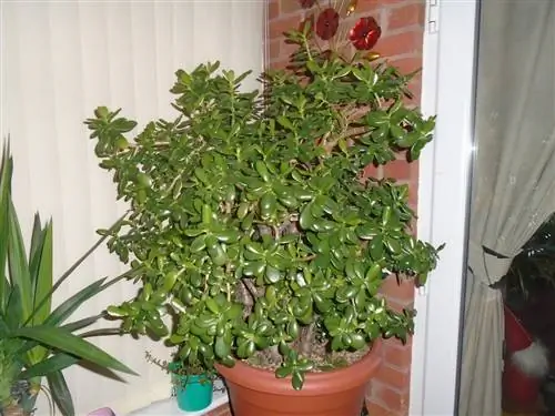 Crassula ovata - суккулентный кустарник.