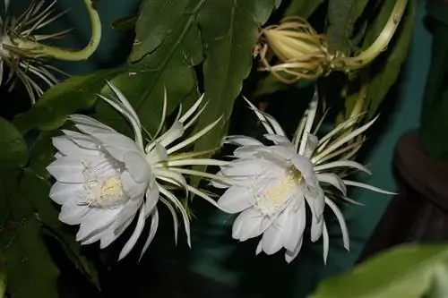 Epiphyllum oxypetalum представляет собой суккулент висячего оттенка.