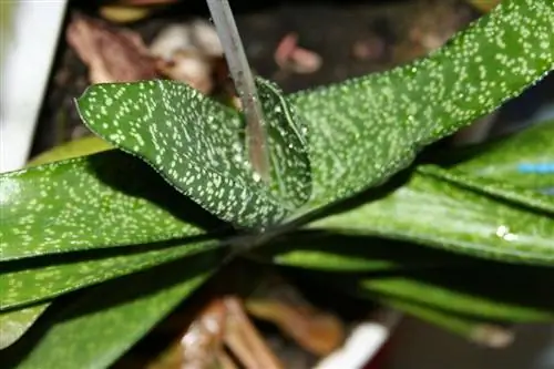Gasteria carinata - небольшой суккулент.