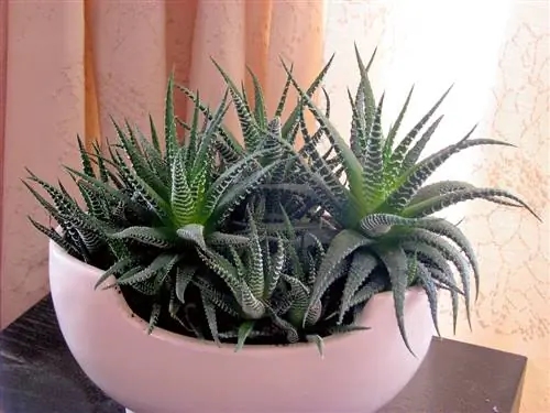 Haworthia fasciata - сочный оттенок