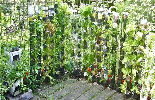 культурные растения