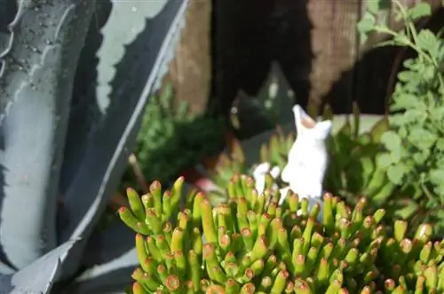 Crassula ovata ''Gollum''' - вечнозеленый суккулент.