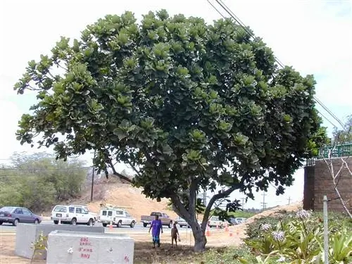 Ficus lyrata - большое дерево