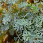 Рута - ароматное растение, которое хорошо прорастает в домашних условиях.