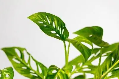 Monstera adansonii - тропическое растение. Monstera adansonii - тропическое растение.