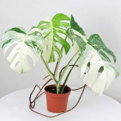 Листья Monstera borsigiana могут быть пестрыми. Листья Monstera borsigiana могут быть пестрыми.