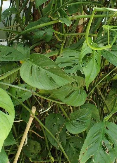Monstera epipremnoides - тропическое растение. Monstera epipremnoides - тропическое растение.