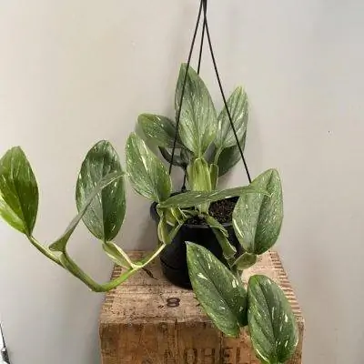 Monstera Standleyana - тропическое растение. Monstera Standleyana - тропическое растение.