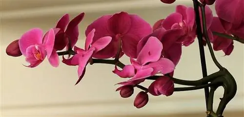 Признаки, говорящие о том, что ваша орхидея погибла Признаки, говорящие о том, что ваша орхидея погибла
