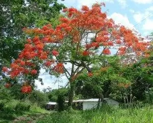 Быстрорастущим деревьям нужно пространство