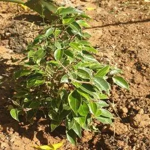 Кудрявый фикус бенджамина - небольшое деревце.