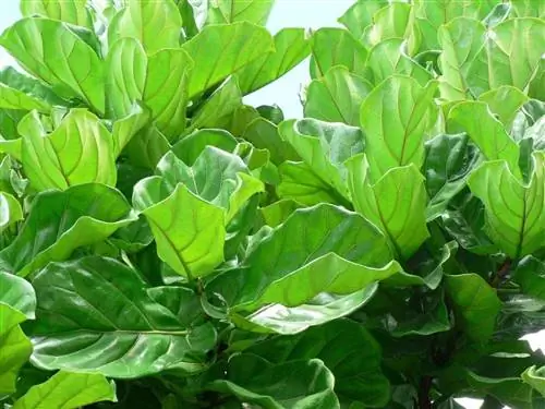 Ficus lyrata - тропическое дерево.