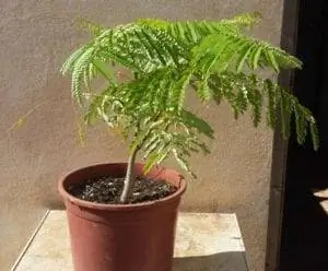 Фламбоян - дерево, которое не переносит холода