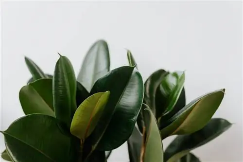 Деревья, которые можно поставить в гостиной