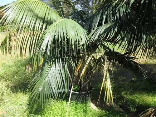 Ховея форстериана