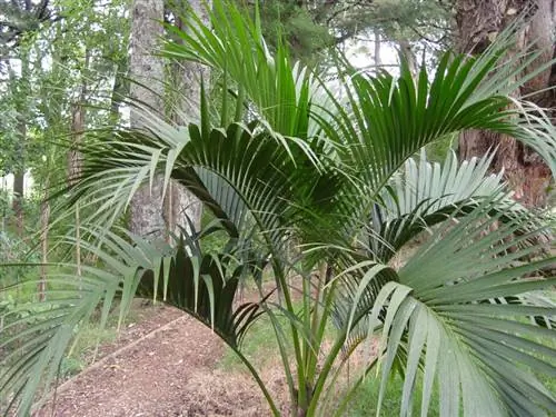 Кентия, садовая пальма