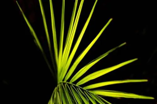 Листья пальмы могут быть перистыми.