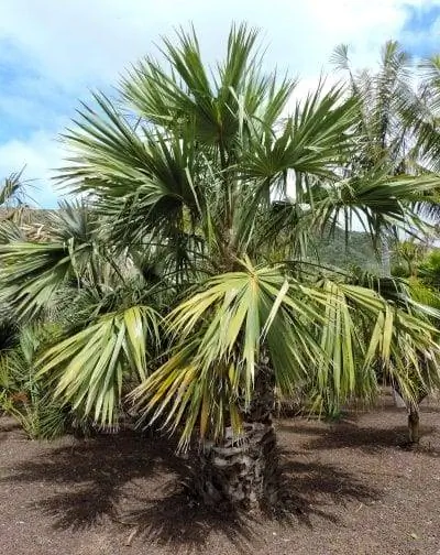 Образец Livistona saribus